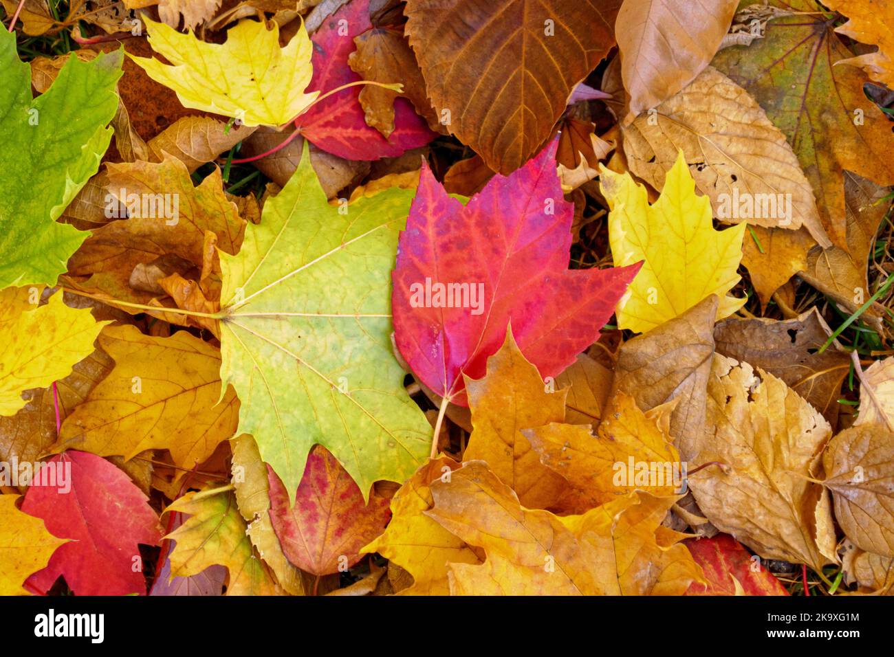 Colorful autumn leaves on ground, including leaves of the Norway and red maples. Stock Photo
