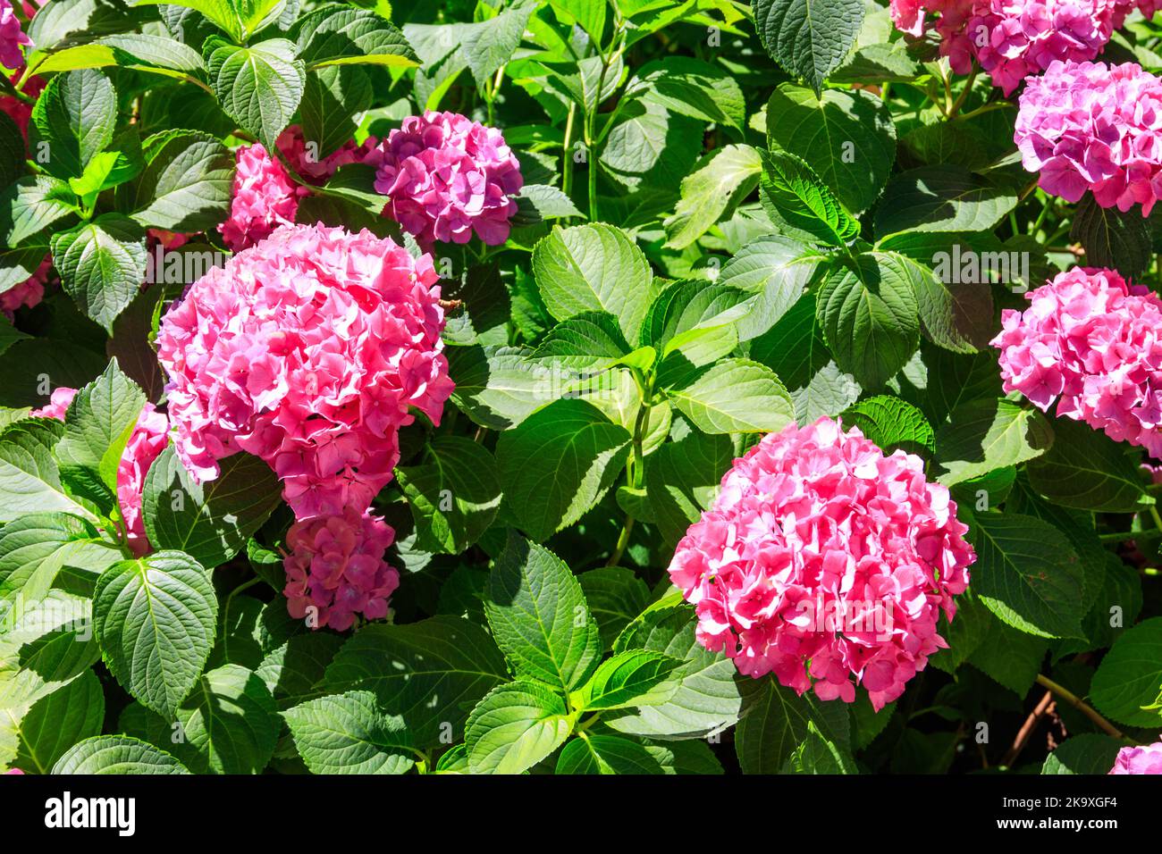 Pink hydrangea or hortensia in a garden Stock Photo - Alamy