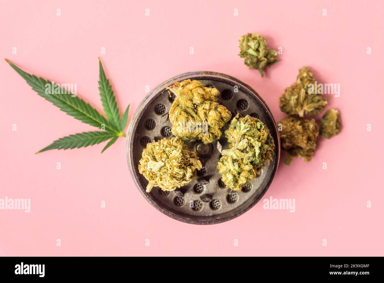 Cannabis flower buds Medical Marihuana leafs and grinder on pink