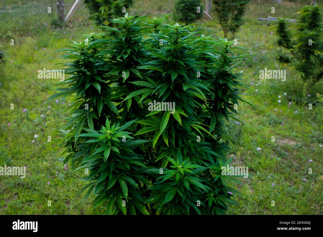 Young bushy marijuana plant growing outdoors Stock Photo Alamy