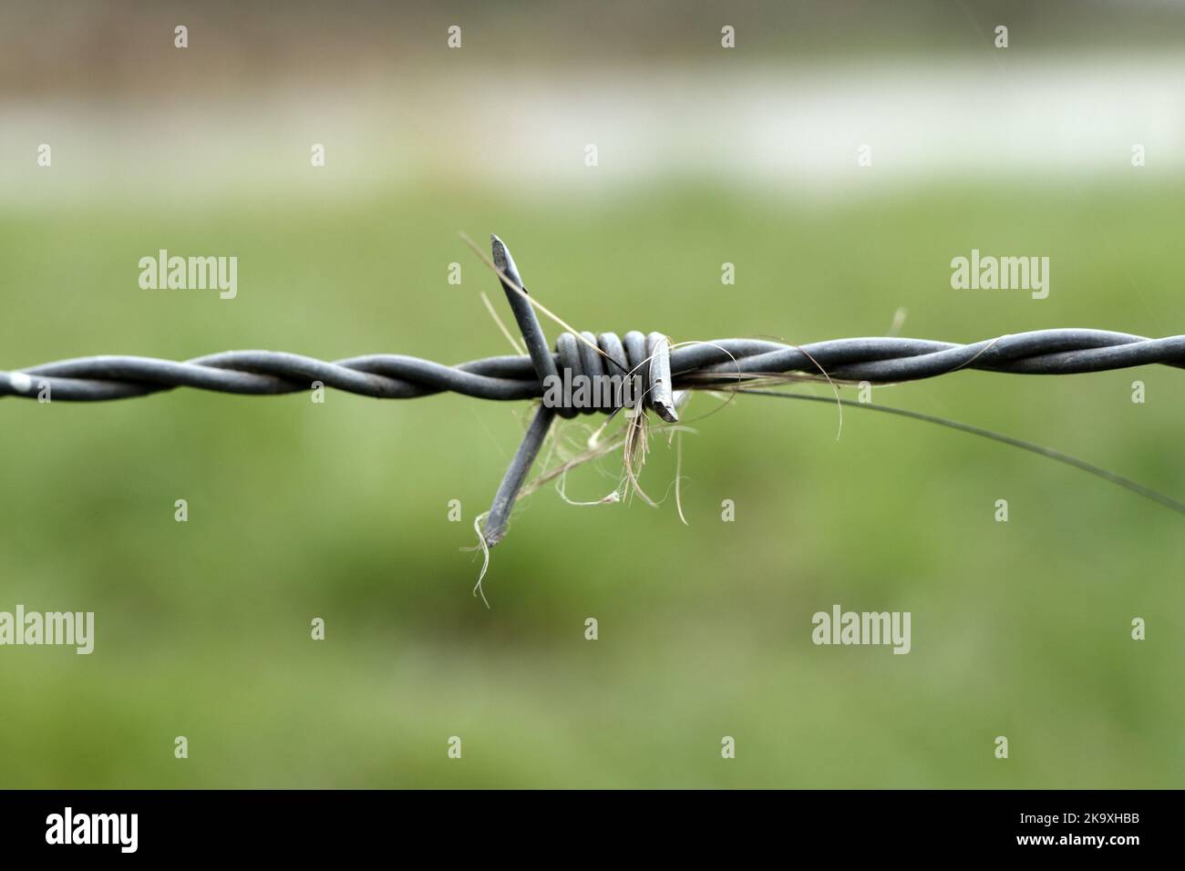 Wild Boar (Sus scrofa) Hair Caught on a Barbed Wire Fence Where the ...