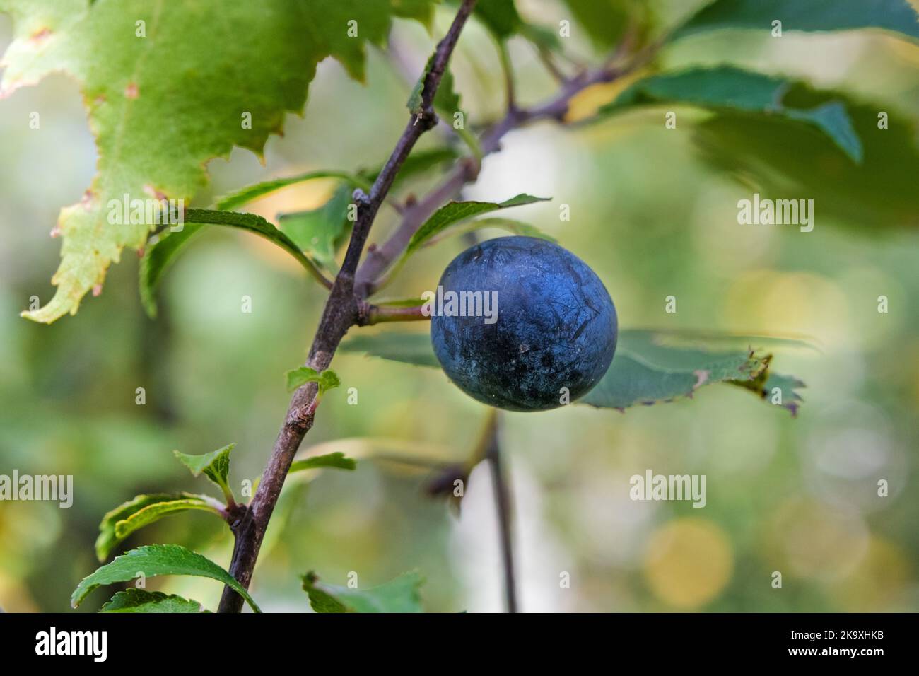 Sloe Berry on a Blackthorn Bush (Prunus spinosa), UK Stock Photo