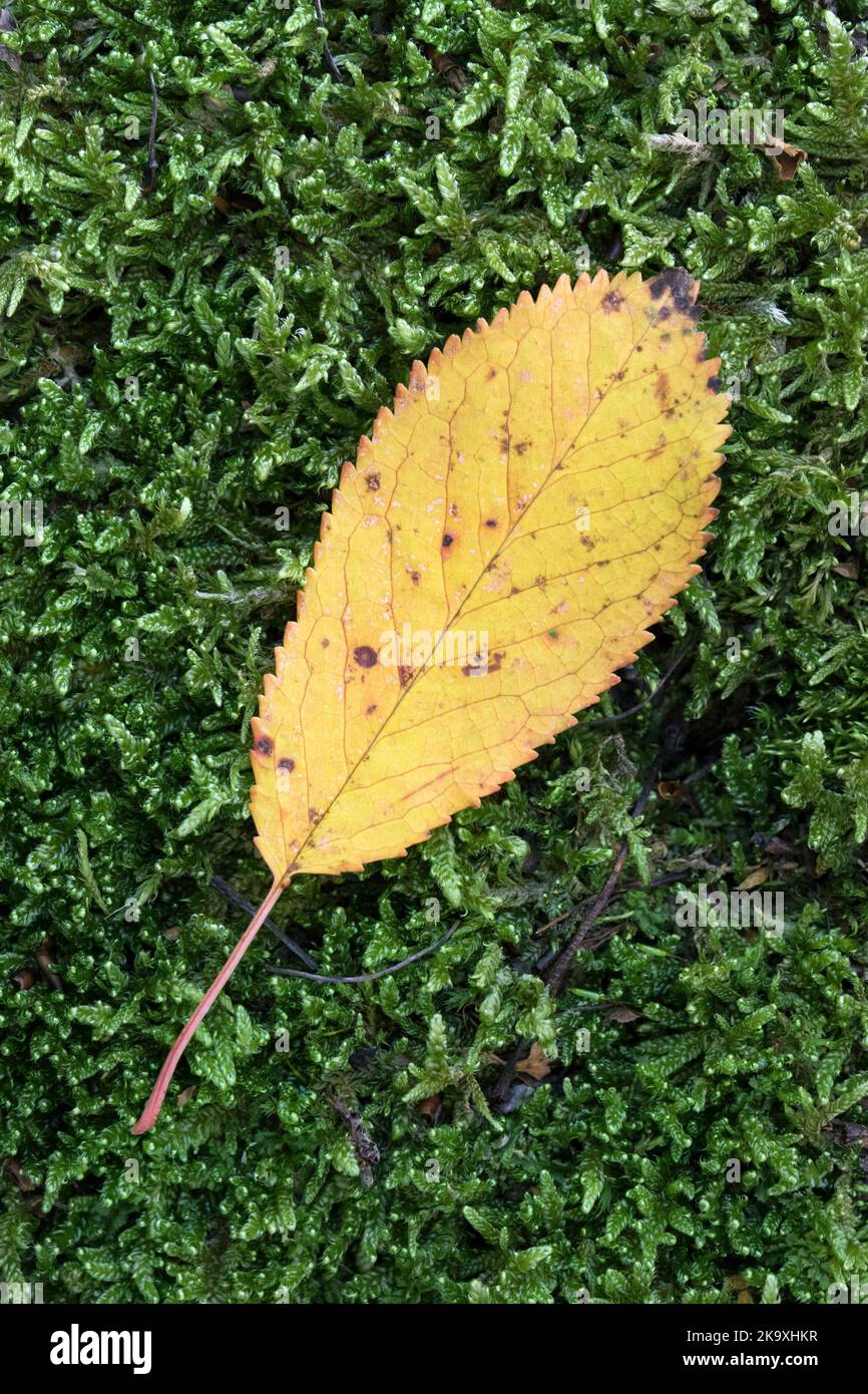 Colourful Autumnal Leaf on Moss Stock Photo