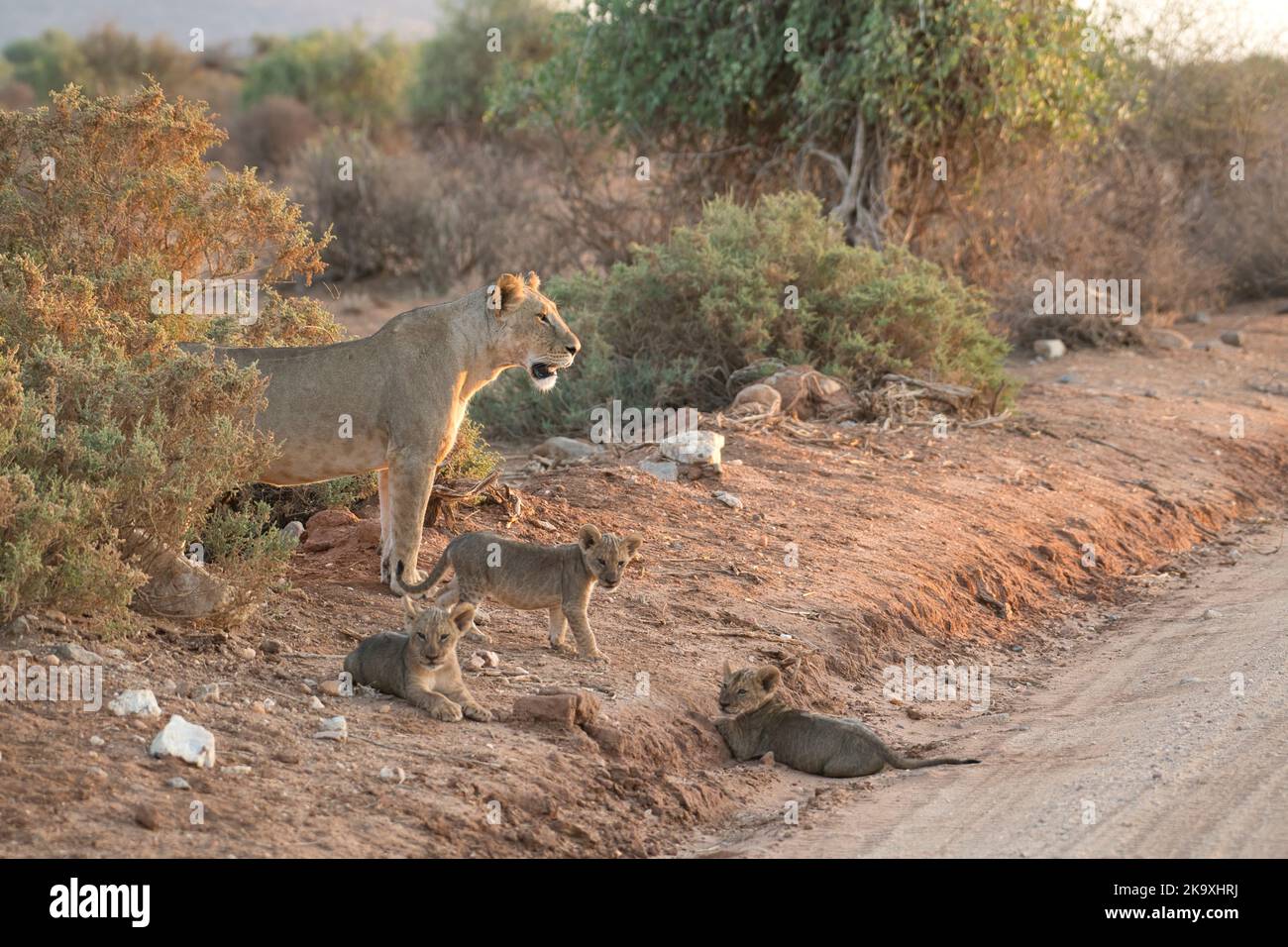 Lion (Panthera leo), alert mother with 3 young cubs Stock Photo