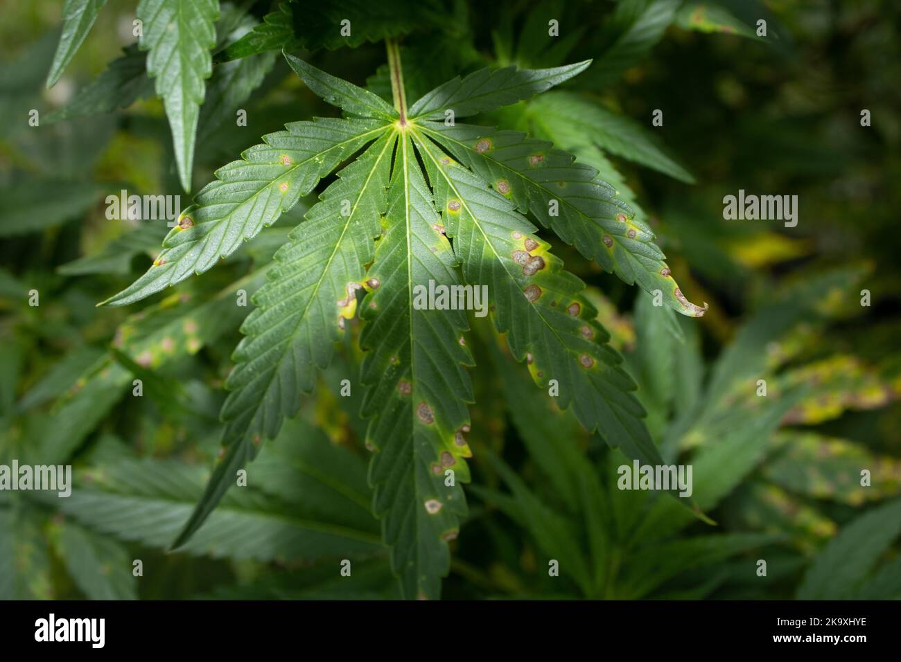 Marijuana plant showing signs of nutrient deficiency Stock Photo