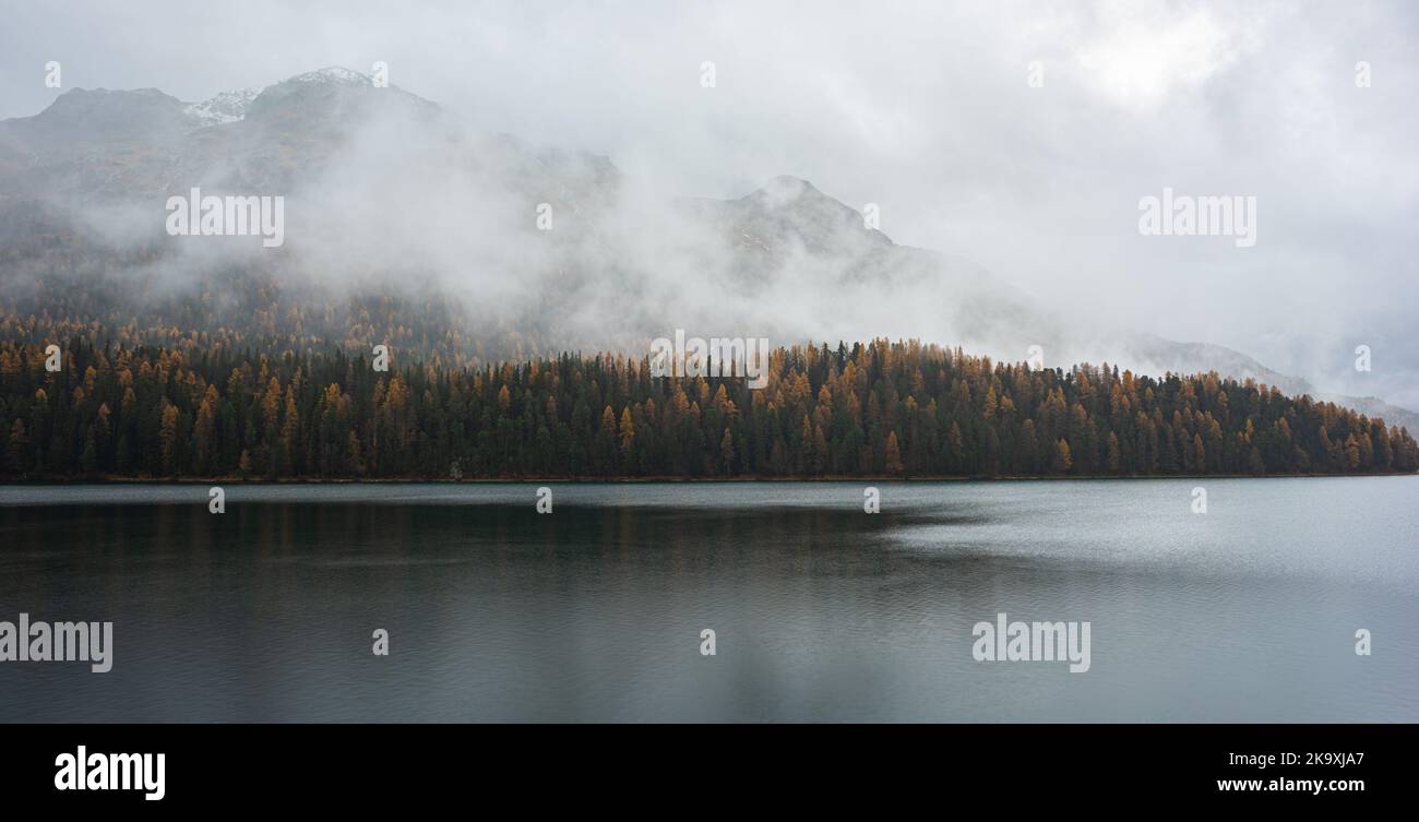 Misty morning at Lake St Moritz with larch trees in autumn colours Stock Photo