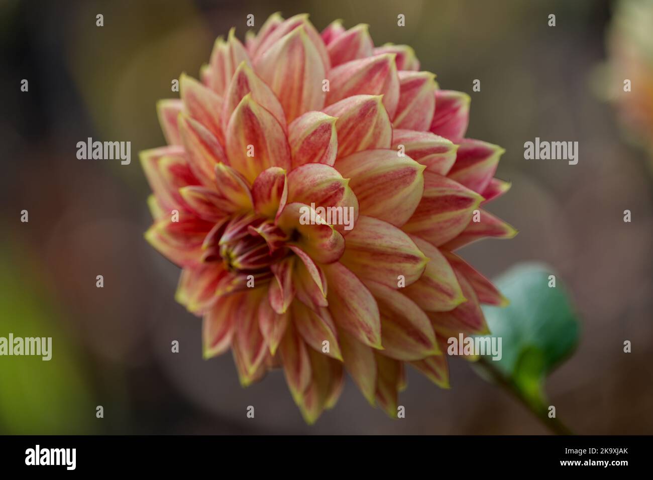 Lush colorful dahlia flower close up Stock Photo