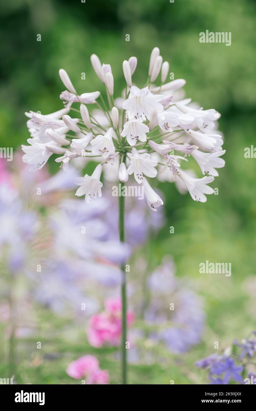 Agapanthus 'White Heaven' Flower, Close Up. Stock Photo