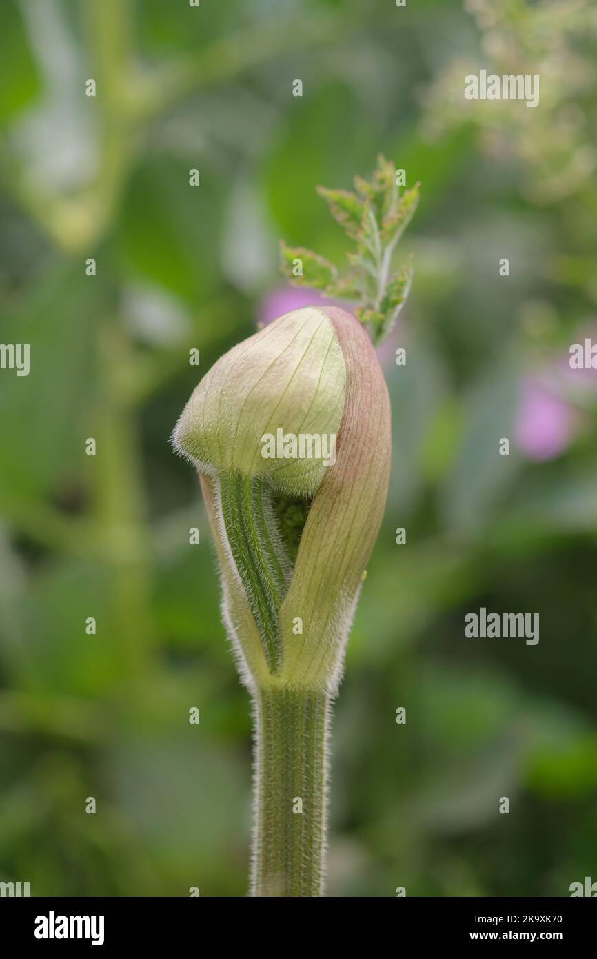 Bud of a Common Hogweed, Heracleum sphondylium Stock Photo