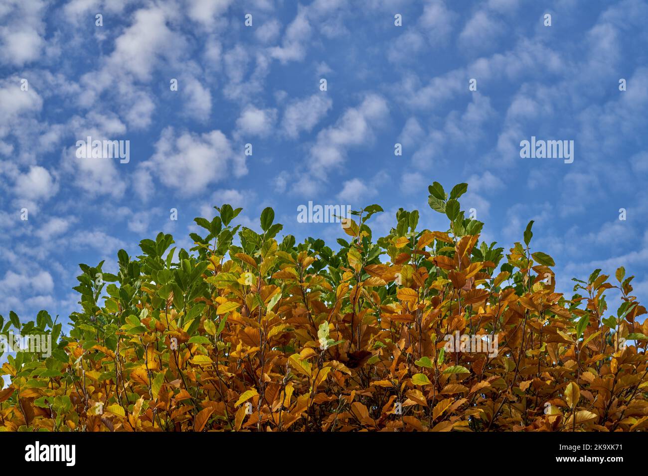 Magnolia leaves turning yellow and brown against blue sky with small white clouds Stock Photo