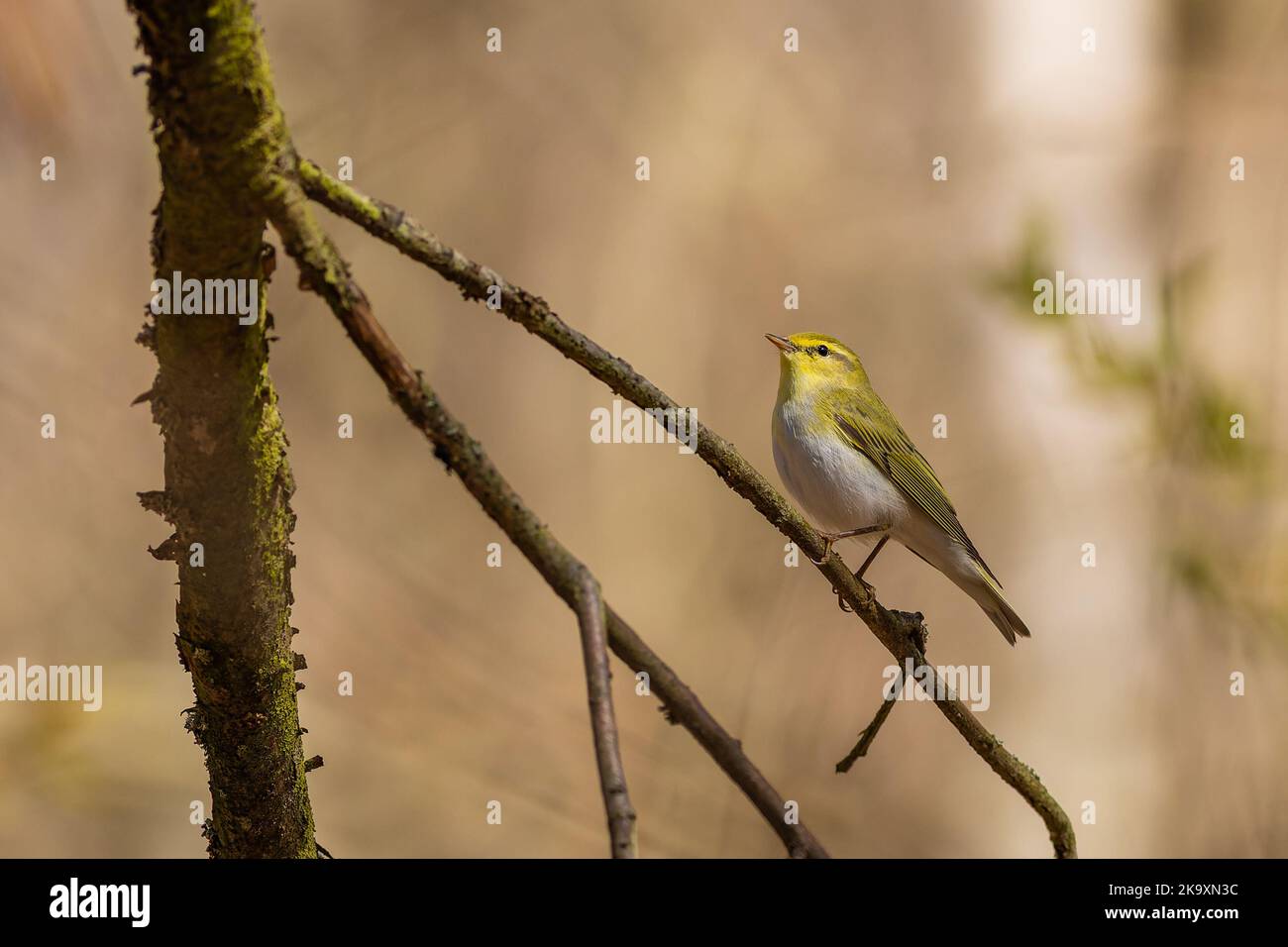 A wild songbird, a yellow, green and white bird, the wood warbler, perching on a little branch. Sunny spring day in the forest. Blurry brown backgroun Stock Photo