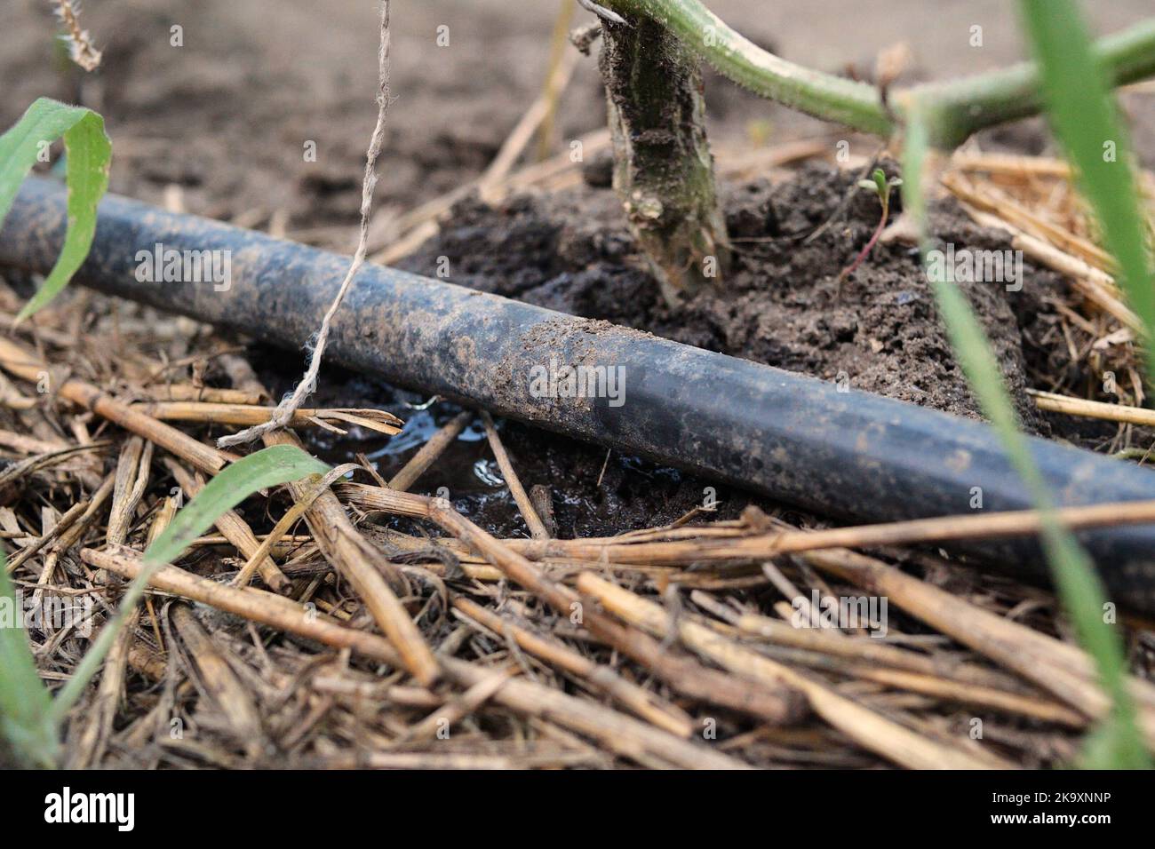 drip watering of the plant. Water drips onto the drip irrigation system
