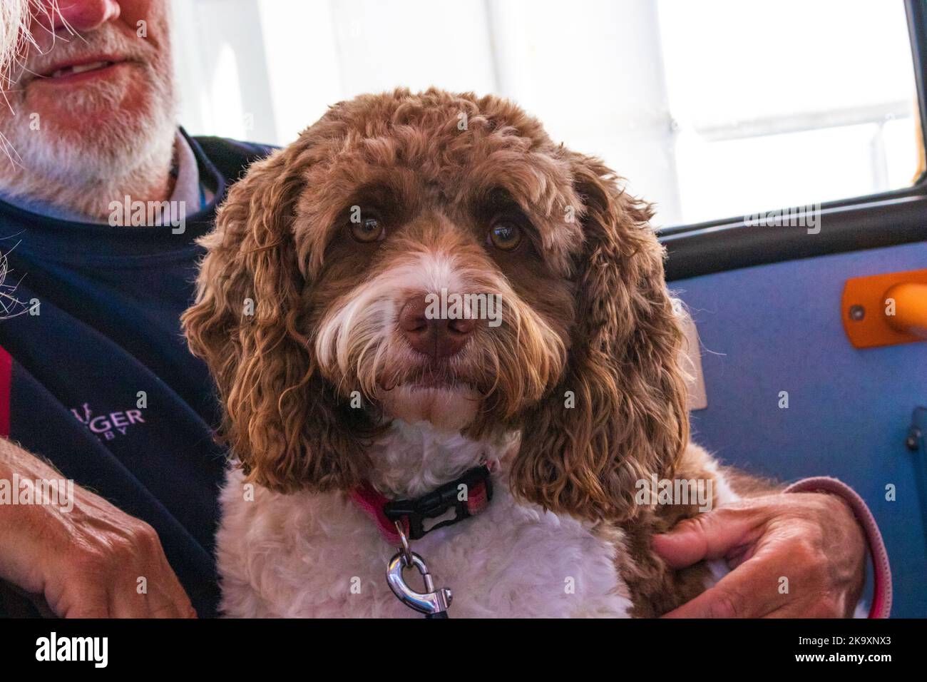 Dog xnxxx