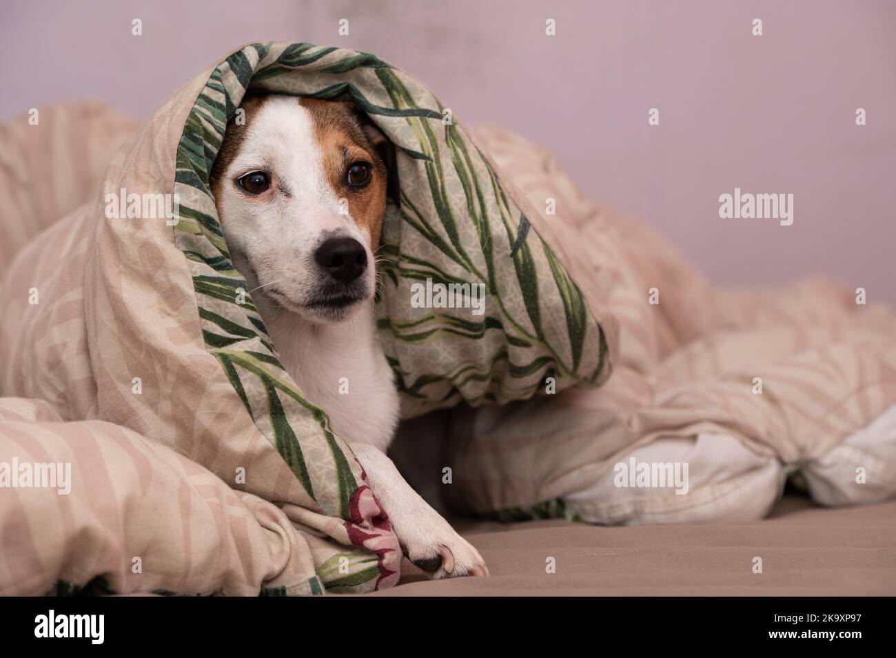 Dog seen laying under blankets Stock Photo Alamy