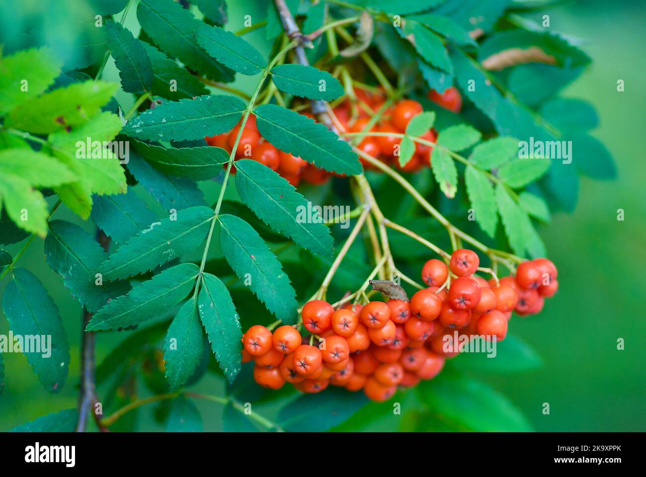 Rowan tree branch with green leaves and bunches of orange colored rowan berries in late summer. Stock Photo