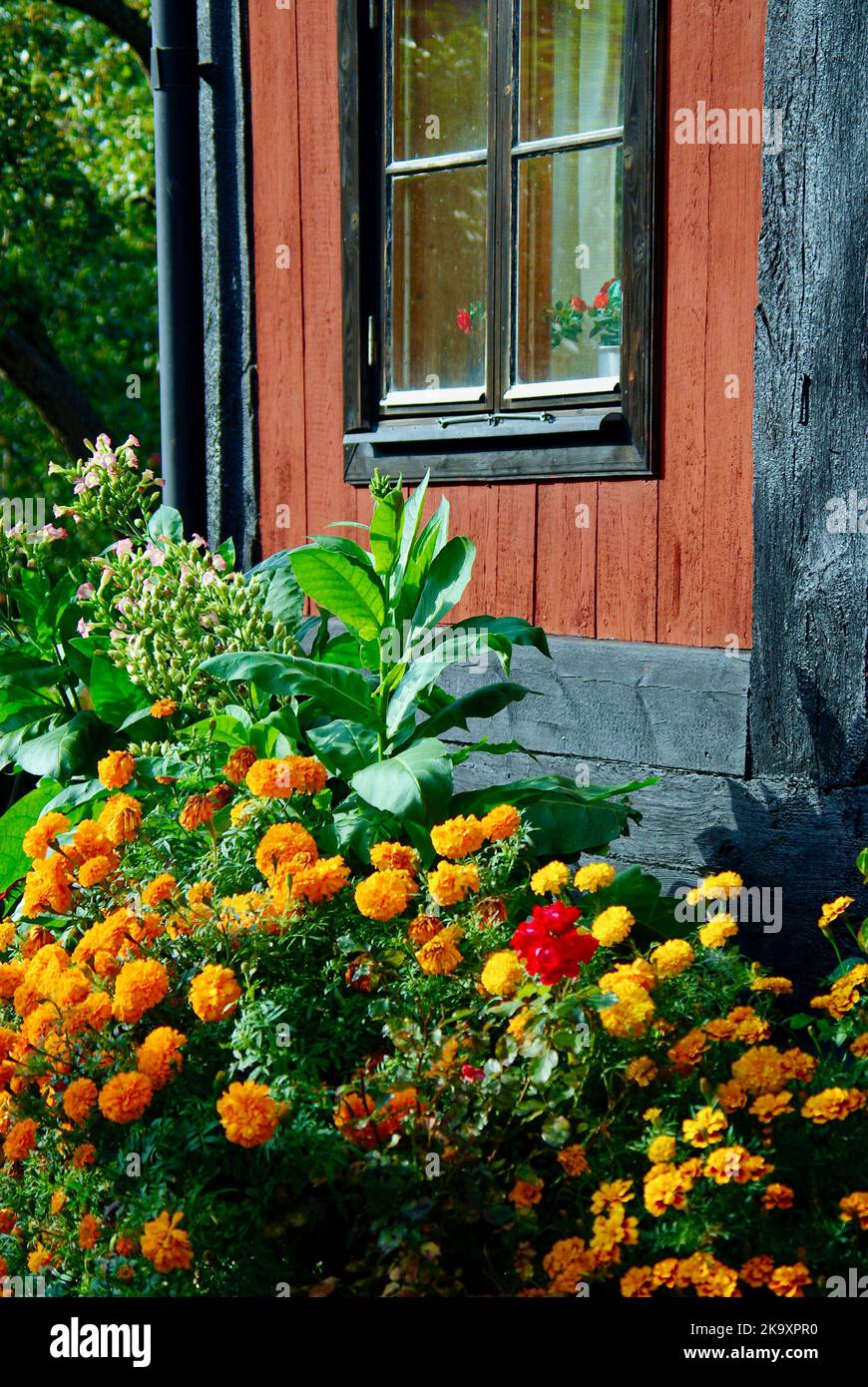 Flowerbed with orange colored marigold flowers in front of a red painted wooden house in autumn. Stock Photo