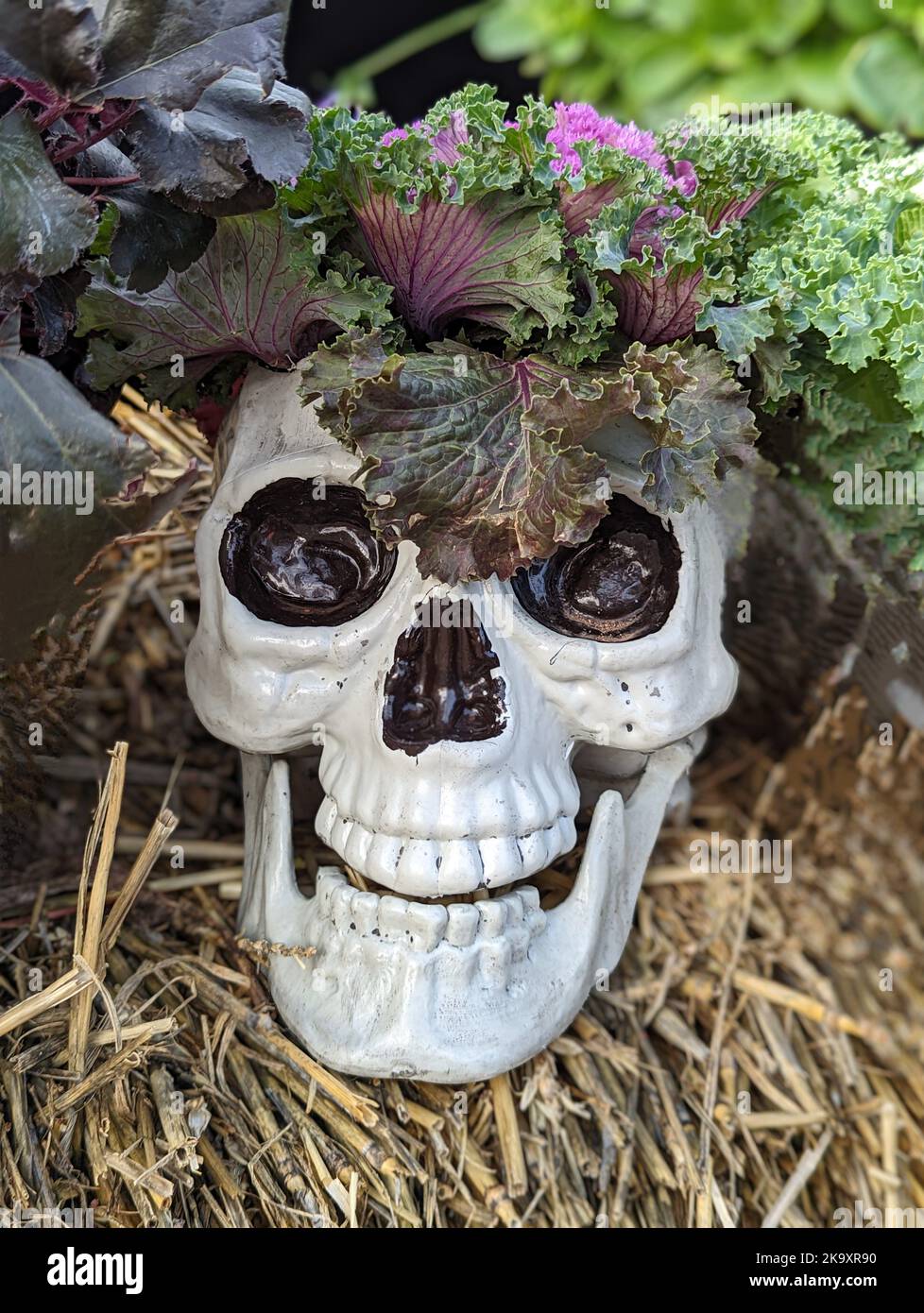 Halloween skull with cabbage hair spotted at Chessington Credit: Thomas Faull/Alamy Live News Stock Photo