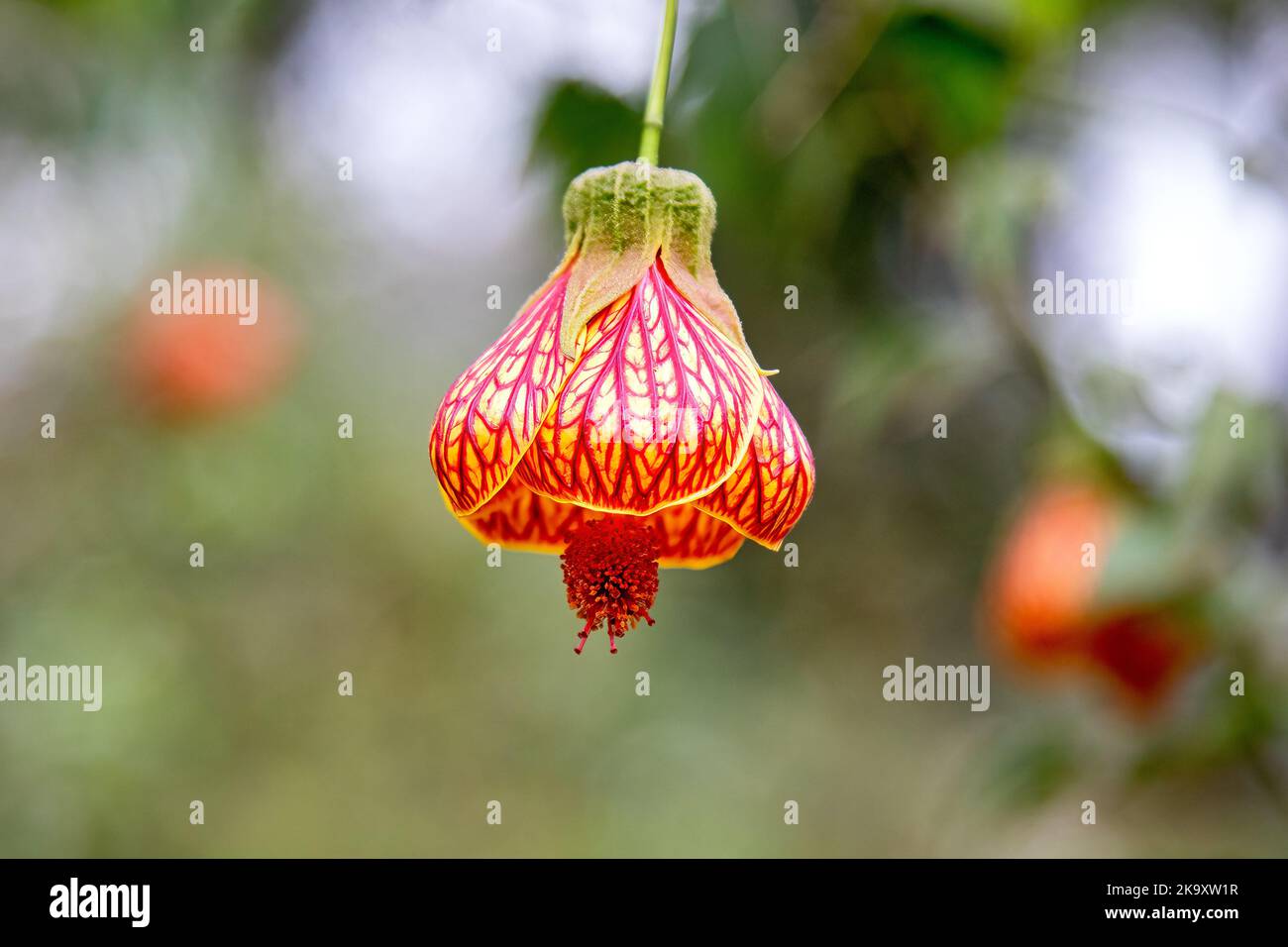 Abutilon Chinese lantern flower, abutilon striatum, an evergreen member of the nightshade family. Orange and yellow bell flower with prominent crimson Stock Photo