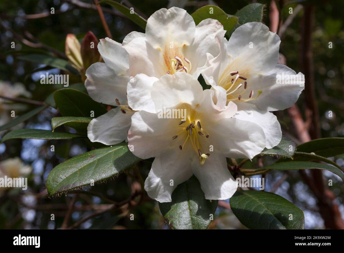 White Rhododendron - unnamed variety. Stock Photo