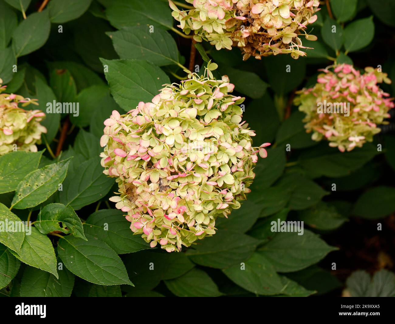 Close up of the rose white conical shaped flower of the deciduous perennial garden plant Hydrangea paniculata Limelight seen in autumn. Stock Photo