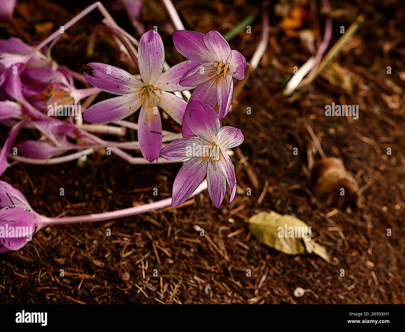 Illustration of the pink flowering cormous herbaceous perennial Colchicum autumnale or gowri gedde. Stock Photo