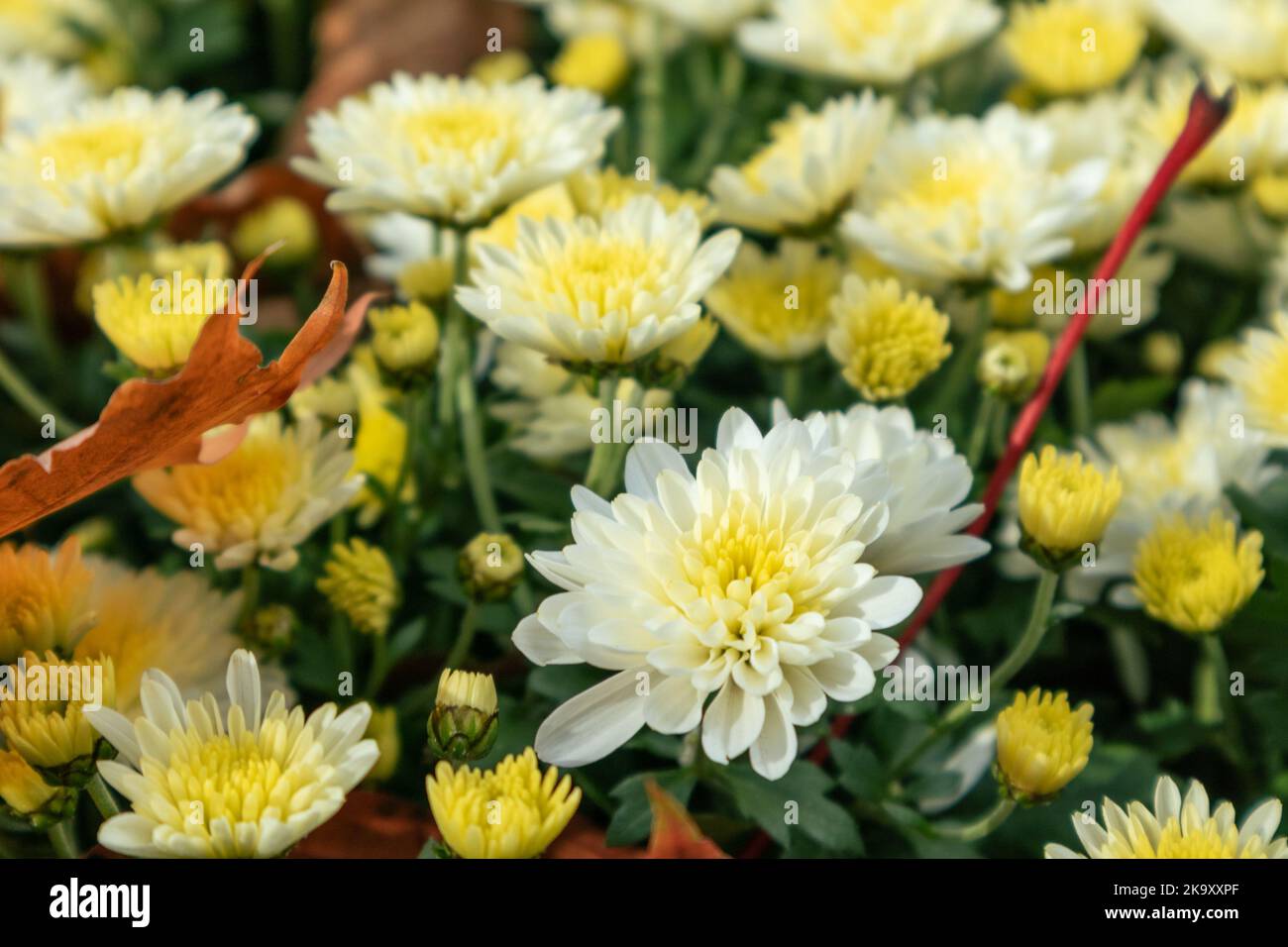 Chrysanthemums, chrysanths sunny flowerbed with fallen leaves. Small autumn white-yellow flowers bloom close-up Stock Photo