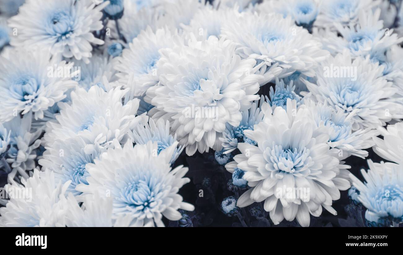 Autumn white-blue tender flowers bloom close-up. Chrysanthemums, chrysanths flowerbed with blurred background Stock Photo