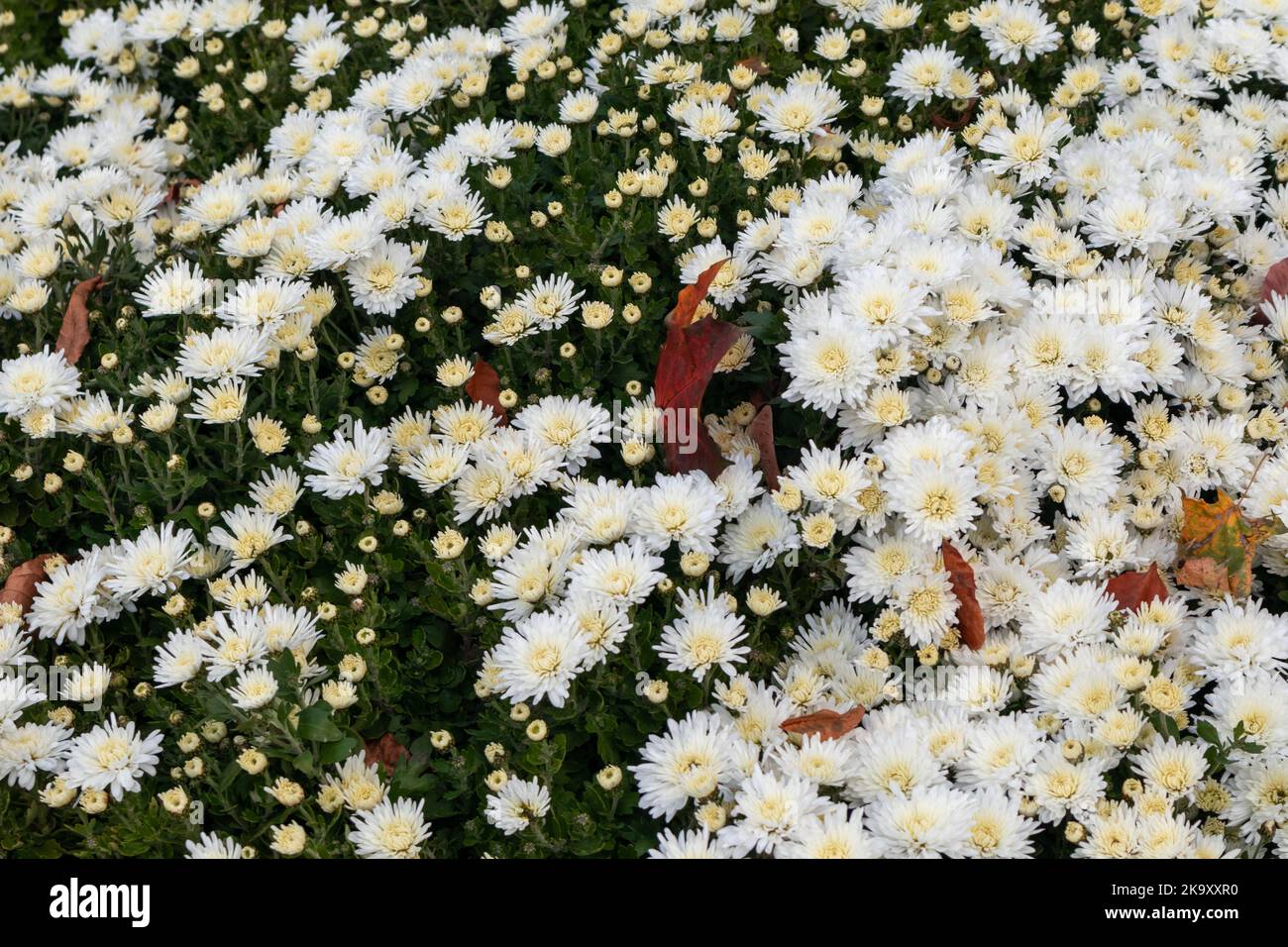 Small white flowers bloom in autumn. Chrysanthemums, chrysanths flowerbed with fallen leaves close-up Stock Photo