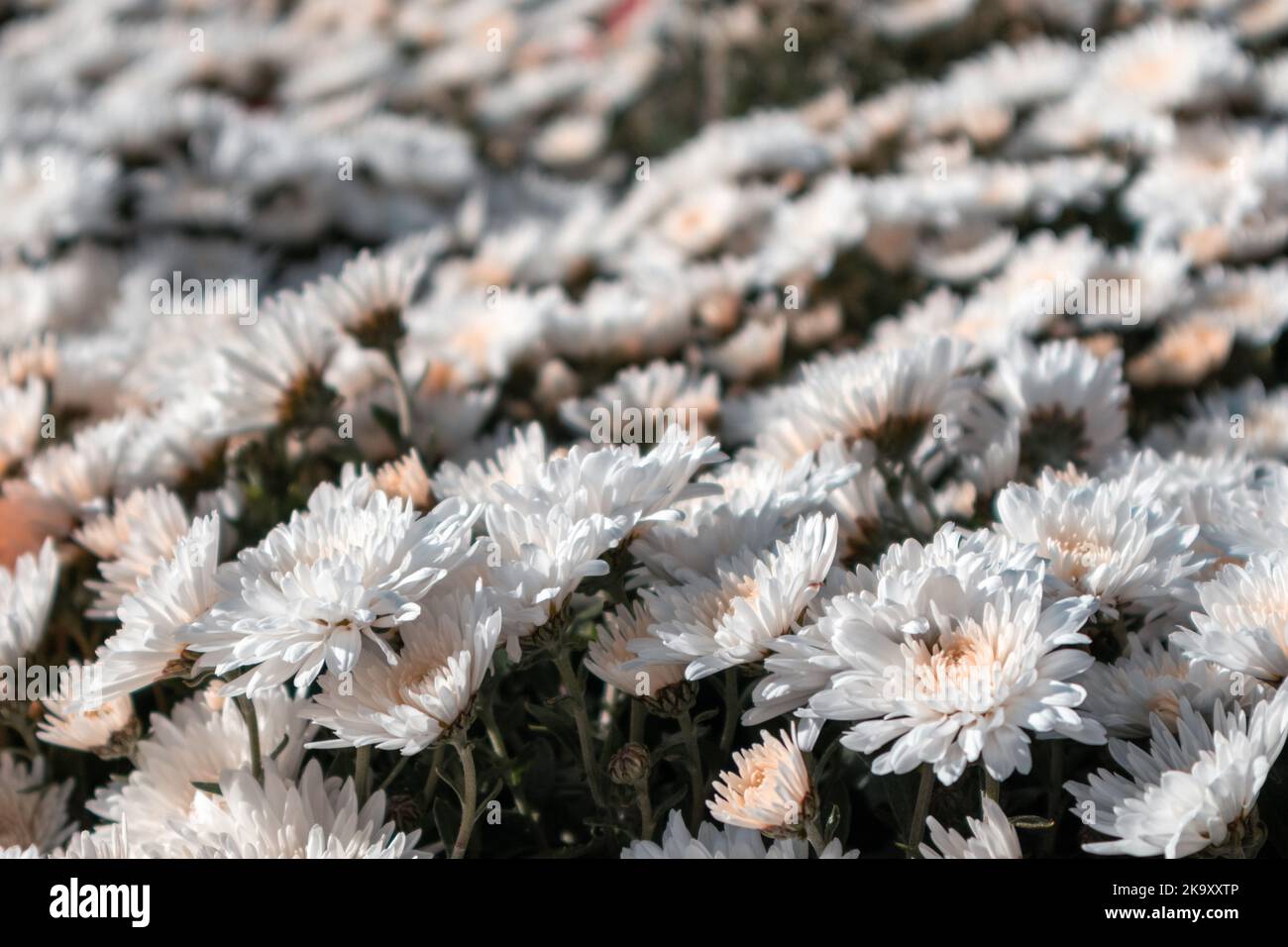 White pretty flowers blooming, sunny close-up. Chrysanthemums, chrysanths autumn flowerbed with blurred background Stock Photo