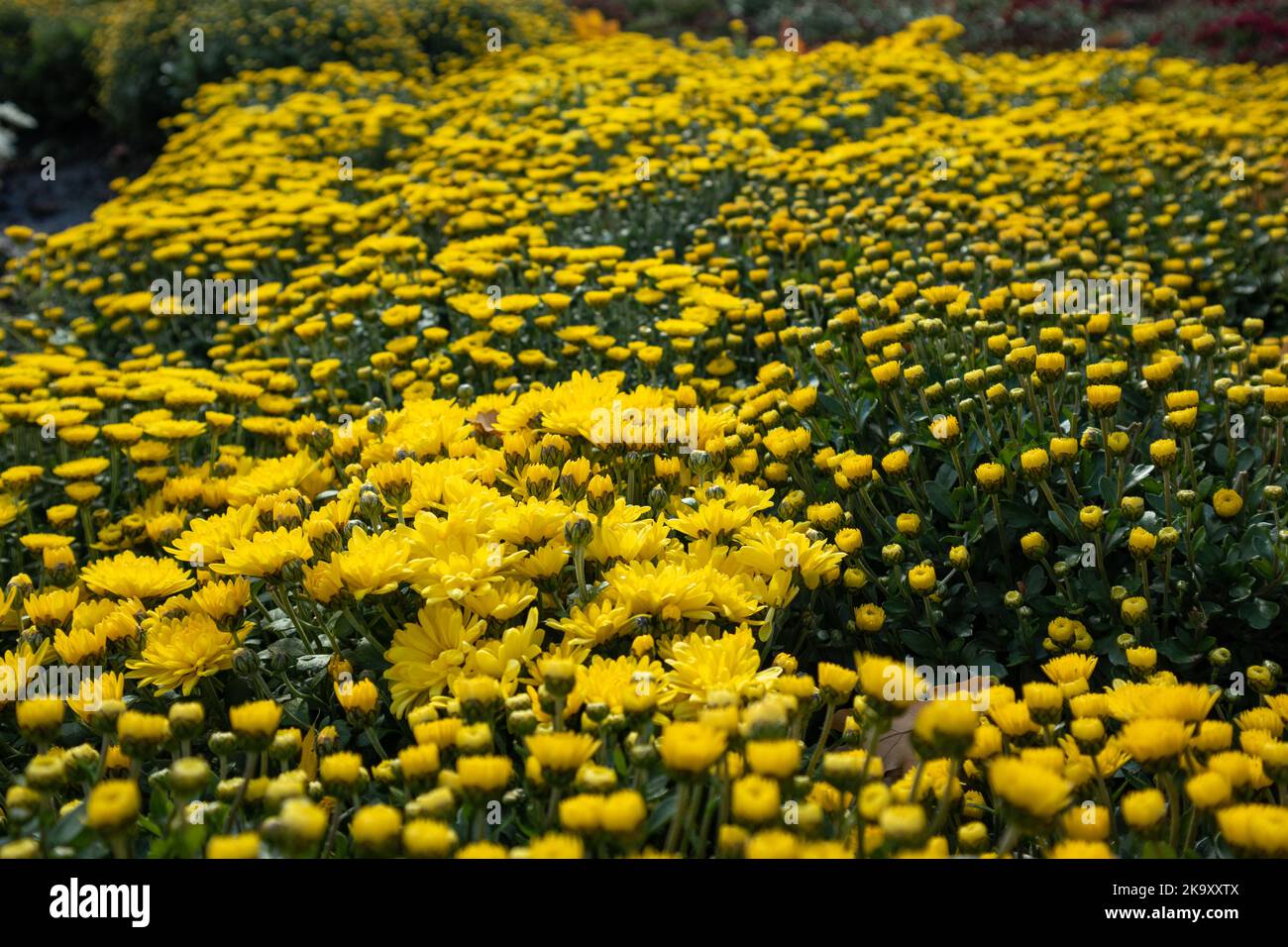 Yellow tender flowers blooming close-up. Chrysanthemums, chrysanths autumn flowerbed with blurred background Stock Photo