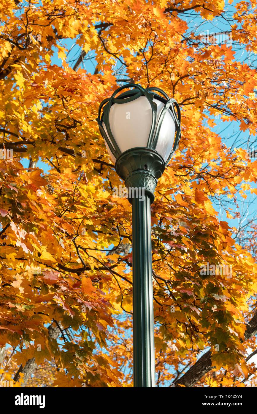 Metal lantern post, street lamp in golden autumn. Maple tree branches with yellow leaves on blue sky, autumnal city park streetlight Stock Photo
