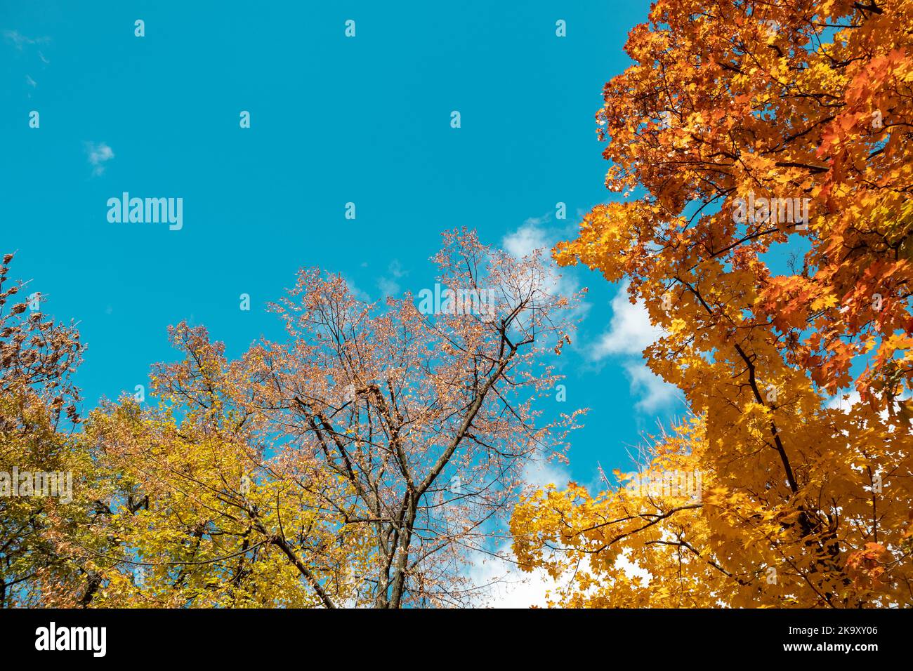 Autumn golden season look up. Maple tree branches with yellow leaves on blue sky with clouds, autumnal natural forest background Stock Photo