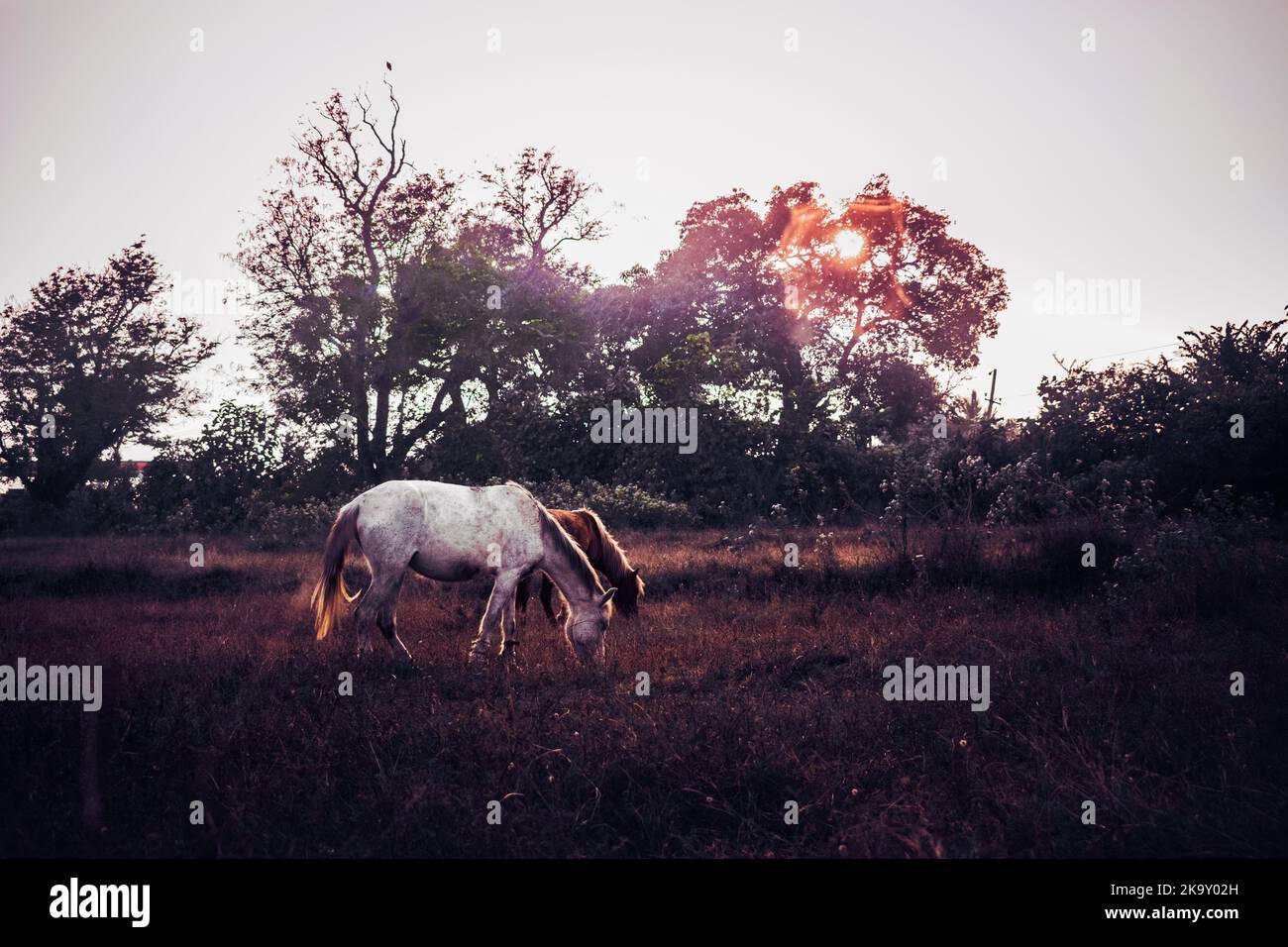 Two beautiful horses grazing at golden hour. Stock Photo