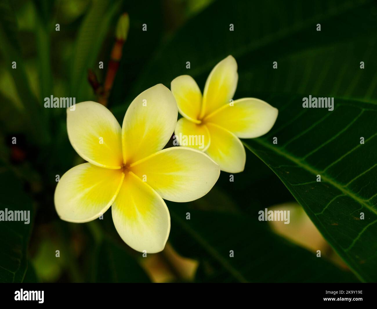 Fleur de Frangipanier Stock Photo - Alamy