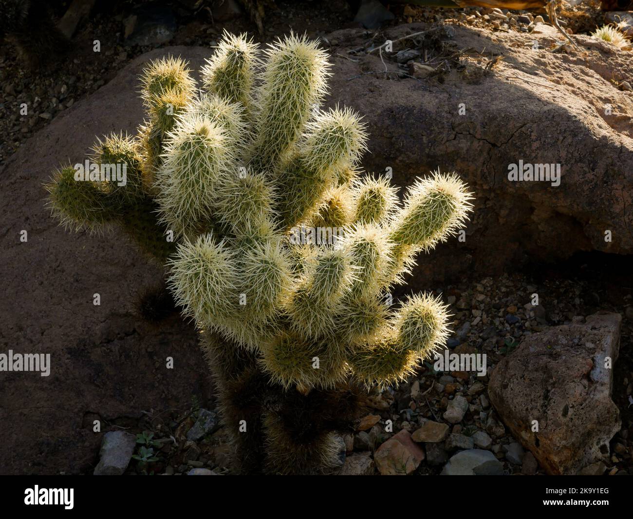 Teddy Bear Cholla (Cylindropuntia bigelovii) at Desert Museum in Tucson, Arizona Stock Photo