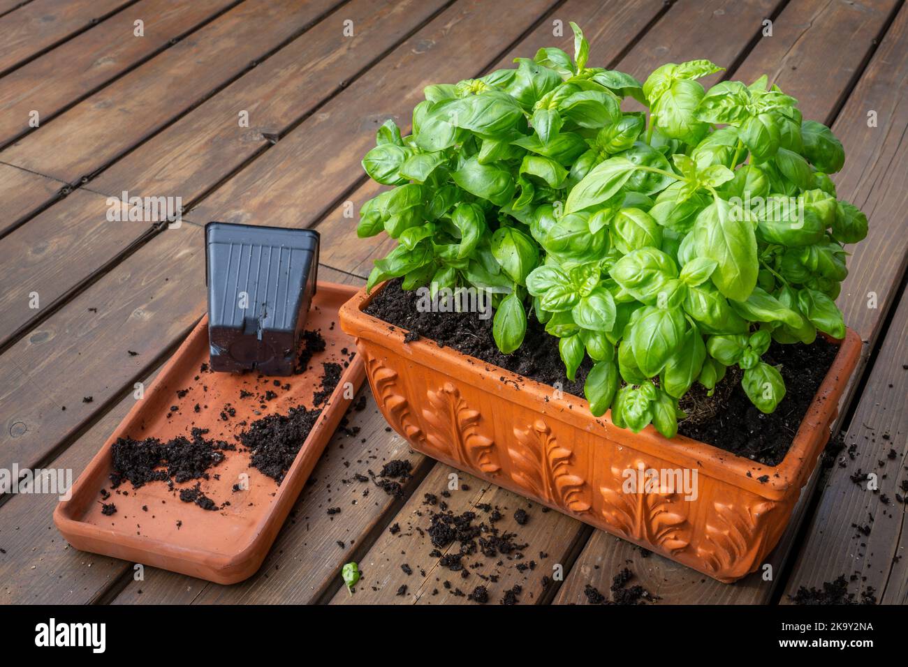 Planting basil for winter indoor growing. Stock Photo