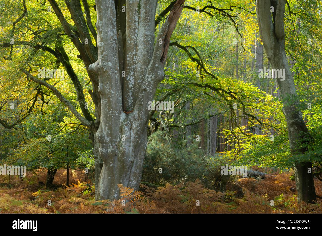 Autumn woodland scene in Bolderwood in the New Forest National Park, Hampshire, England, UK, with ancient beech trees changing colour. Stock Photo