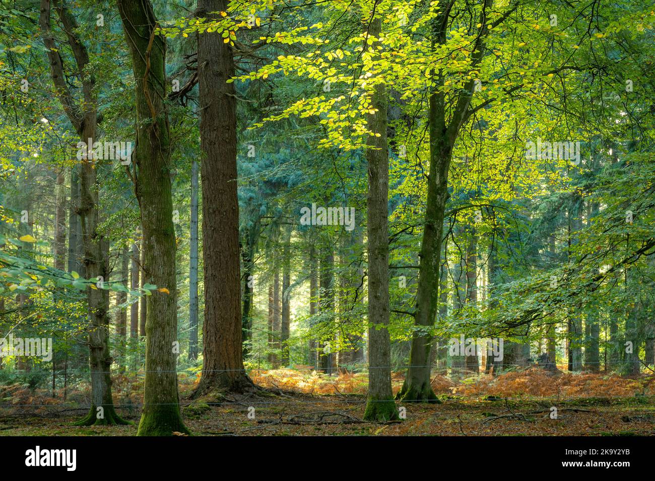 Autumn woodland scene in Bolderwood in the New Forest National Park, Hampshire, England, UK