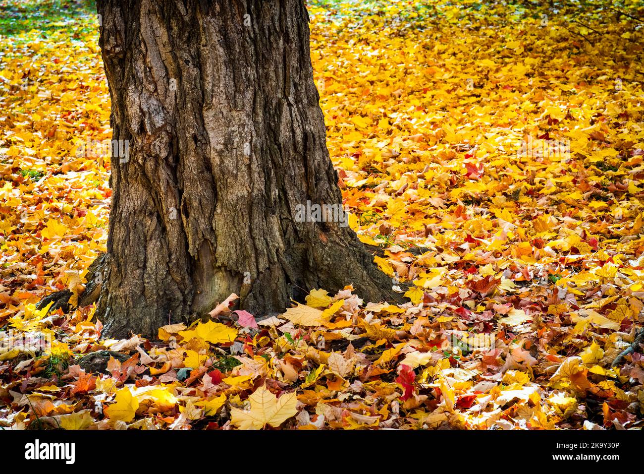 Beautiful leaves in autumn colors in a city park. Stock Photo