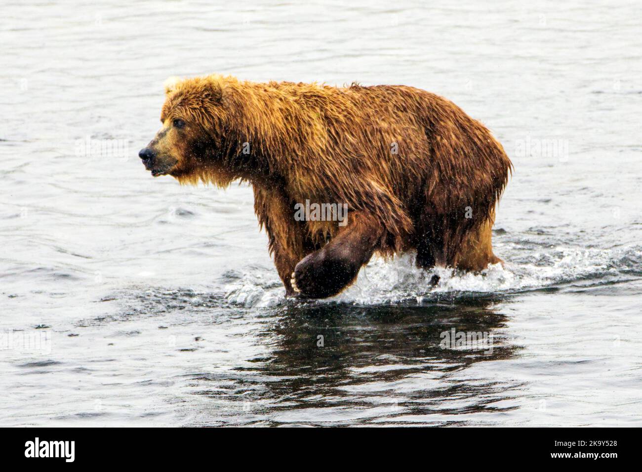 Adult Brown Bear Fishing For Spawning Sockeye Salmon Grizzly Bear Dog