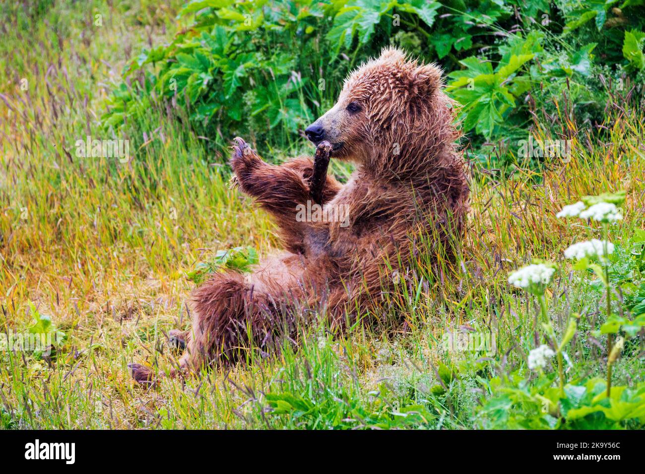 Grizzly bear sale puppy