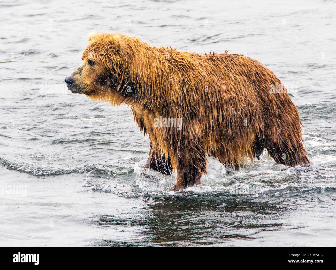 Kodiak Brown Bear (Ursus arctos middendorffi)