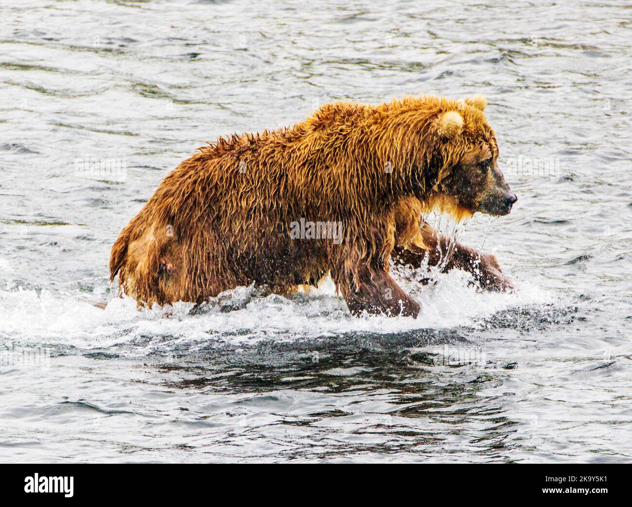 Adult Brown Bear; Ursus arctos middendorffi; fishing for spawning