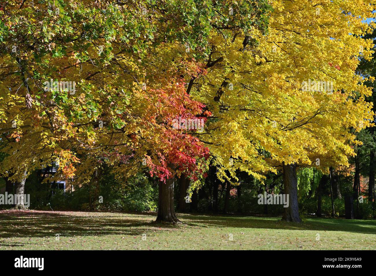 Warrenville, Illinois, USA. The beauty and color of the autumn season in evidence in a forest in northeastern Illinois. Stock Photo