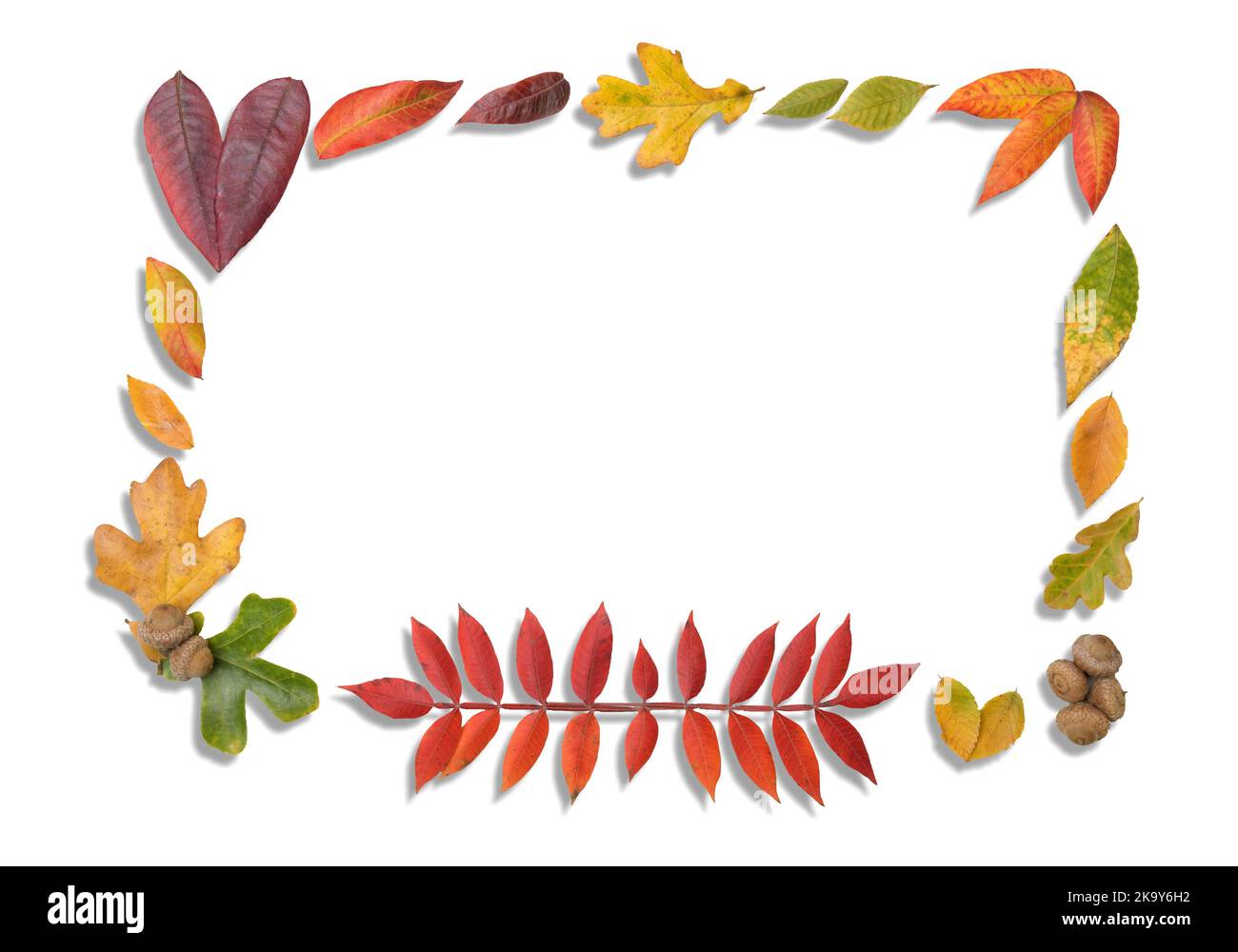 Autumn leaves in a frame with drop shadows on white background; copy space in the middle; for fall designs Stock Photo