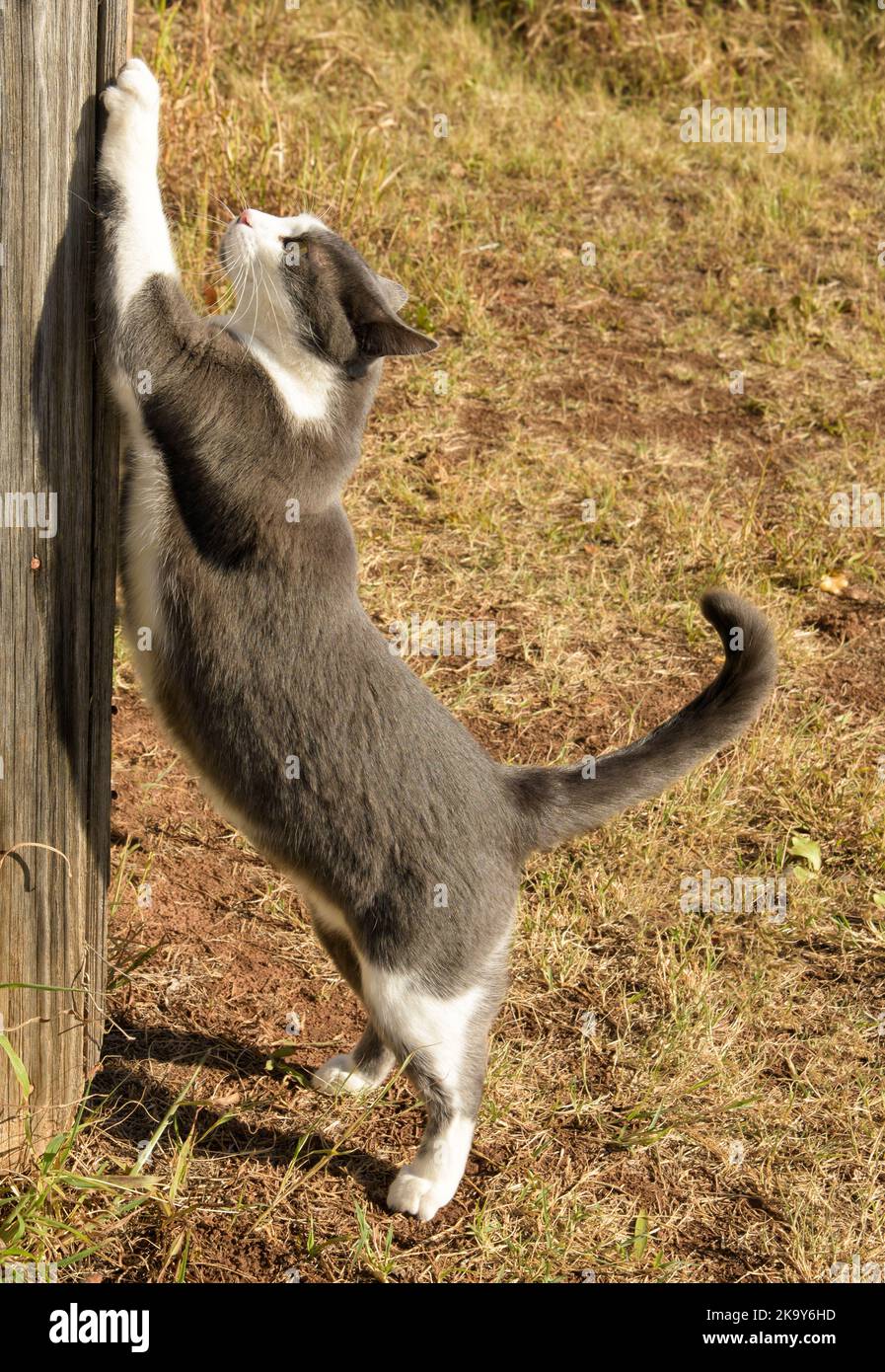 Gray and white spotted cat sharpening her claws on a wooden structure outdoors Stock Photo