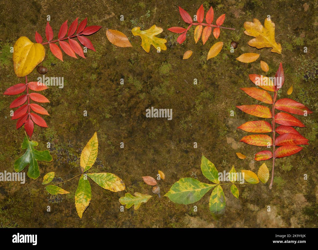 Brilliantly colored fall leaves arranged in the shape of a frame on top of sandstone covered in lichen and moss; with copy space in the middle Stock Photo