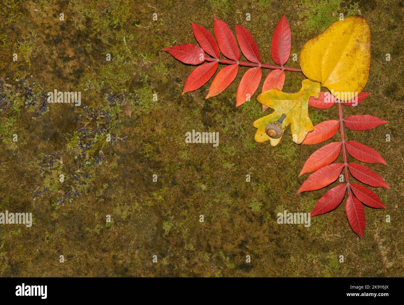 Colorful autumn leaves on mossy sandstone background, with copyspace. Suitable for ecological and conservational concepts. Stock Photo