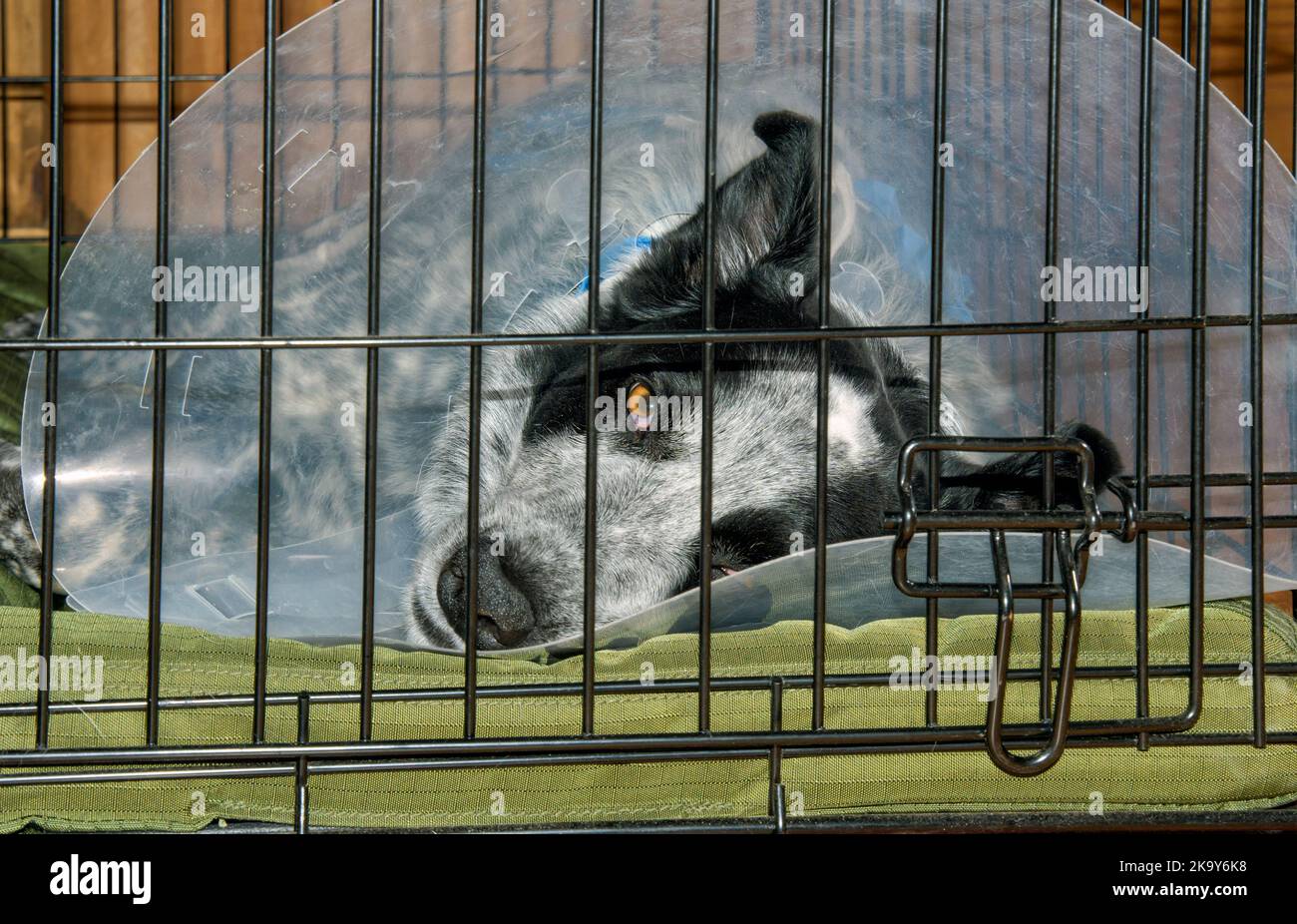 Spotted black and white dog lying down in her crate, wearing a protective cone to prevent licking of a wound Stock Photo