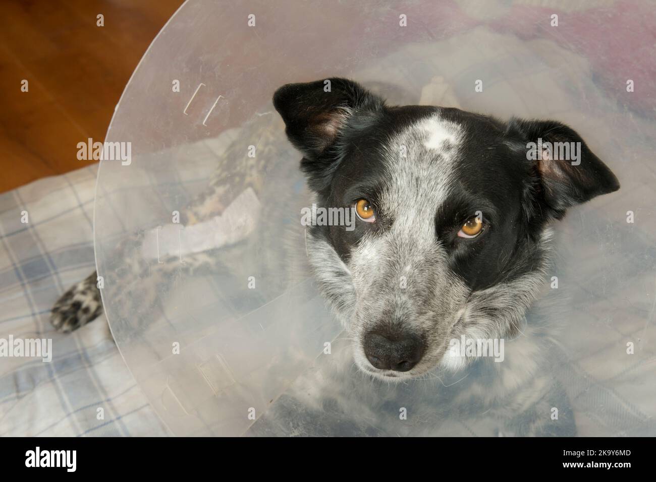 Spotted black and white dog wearing a transparent plastic medical cone to prevent her from
